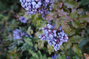 blueberries.png
